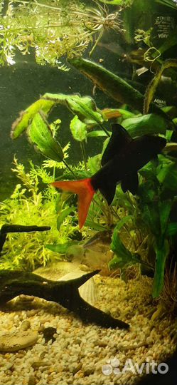 Аквариум с рыбками