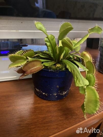 Венерина мухоловка (хищные растения)