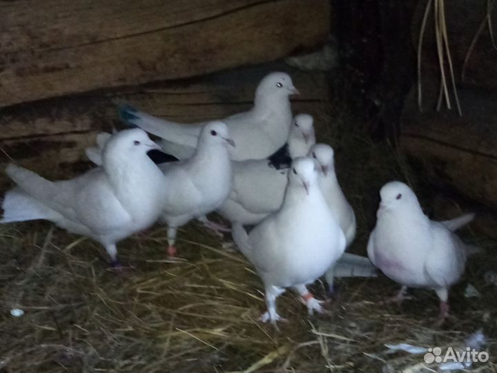 Продажа бакинских голубей