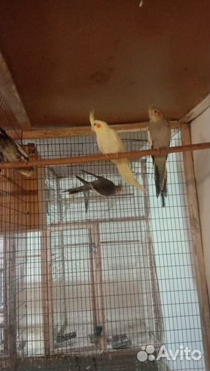 Попугай карелла