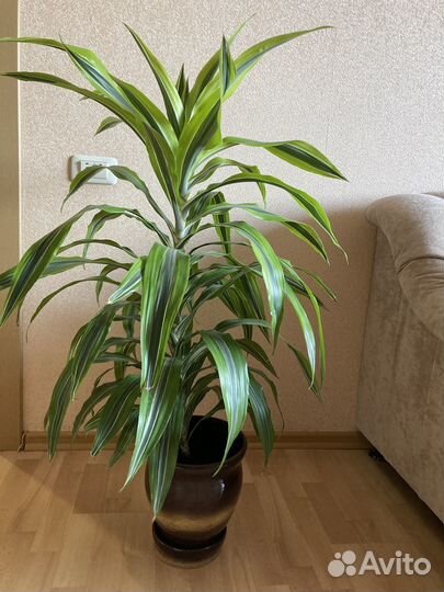 Драцена, кордилина