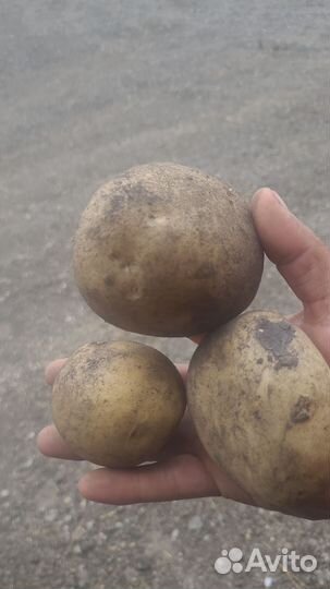 Продам картофель оптом