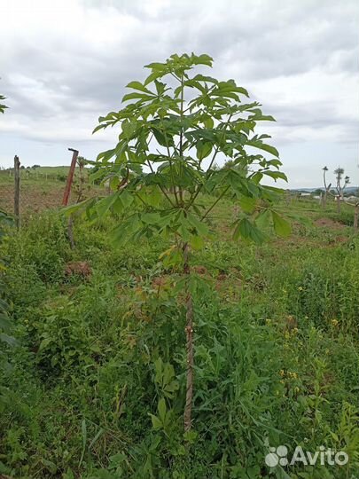 Каштан конский 2м+