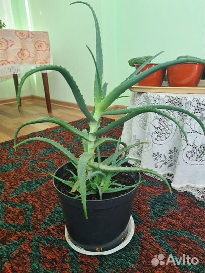 Алоэ 4 года