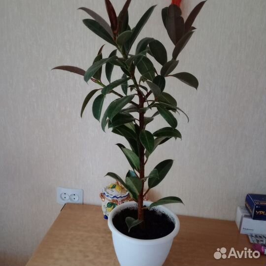 Фикус. Денежное дерево