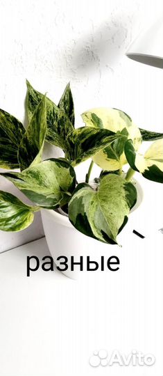 Разные. Сциндапсус эпипремнум