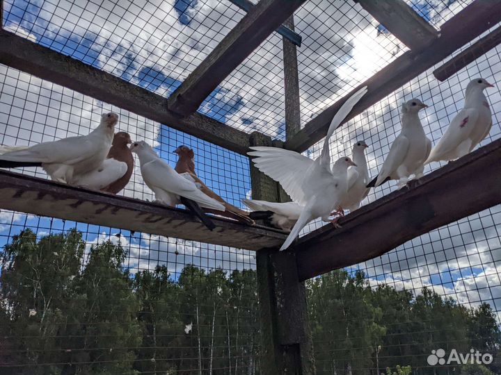 Голуби молодежь бакинские бойные