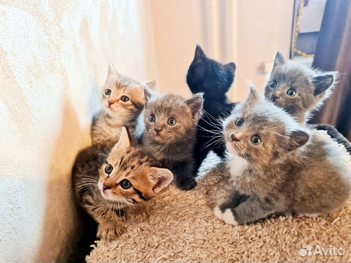 Прелестные котодетки