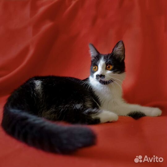 Кошка кот котята с необычным окрасом в добрые руки