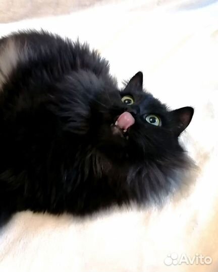 Котик в добрые руки