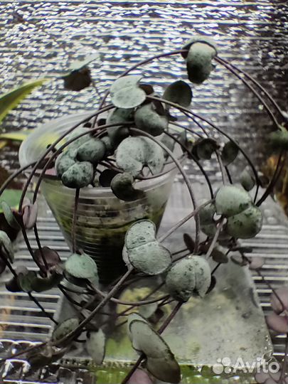 Ceropegia Silver Glory