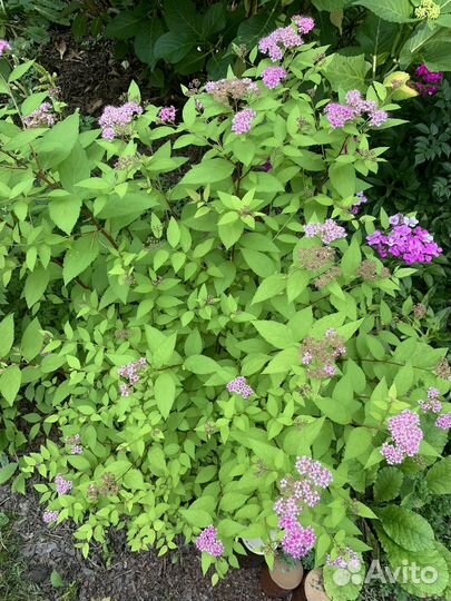 Кустарники