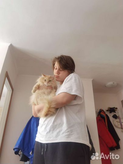 Передержка животных