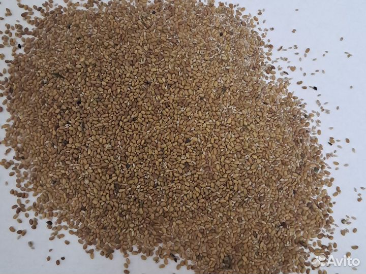 Семена люцерны