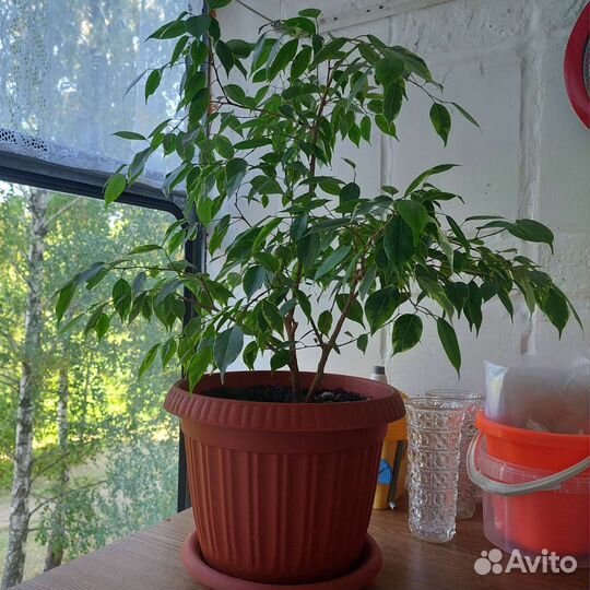 Фикус бенджамина