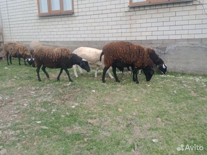 Баран