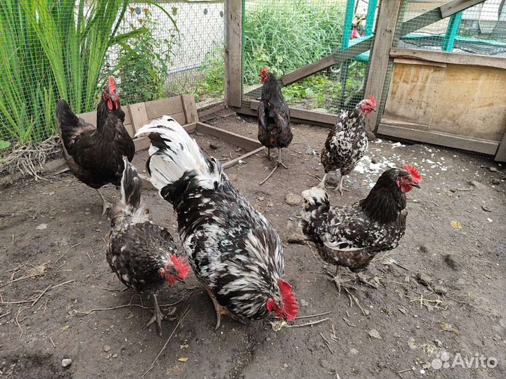 Куры порода Австролорп