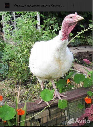 Мясо индейки