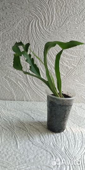 Папоротники сортовые