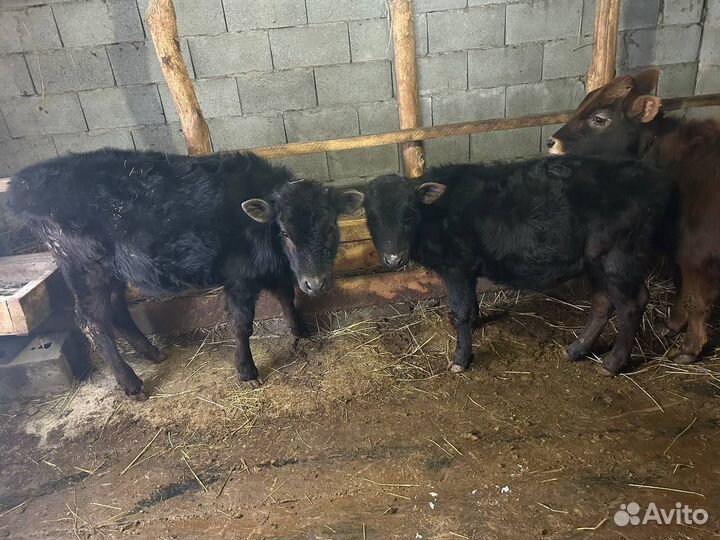Телята телочки