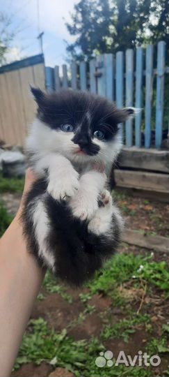 Котята бесплатно