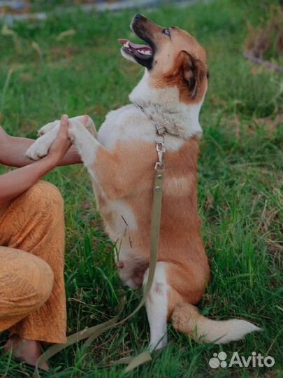 Молодой пёс Мафин в добрые руки