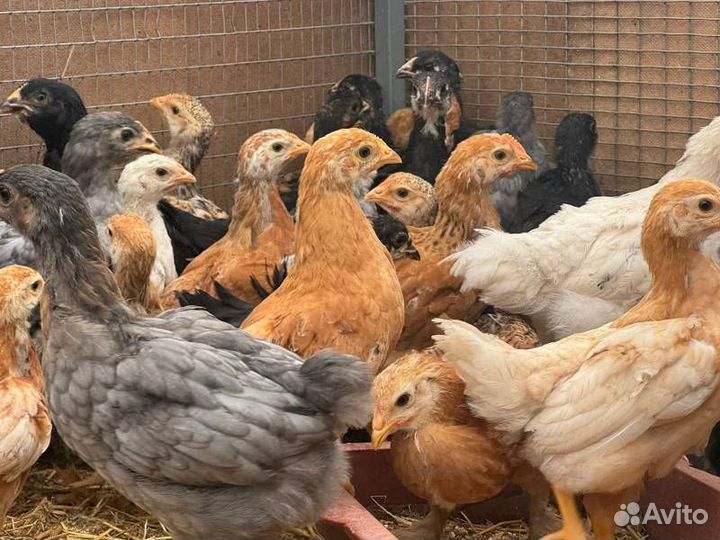 Куры несушки продам