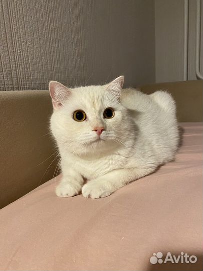 Британец в добрые руки