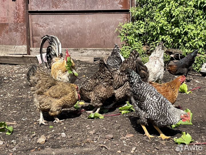 Куры несушки