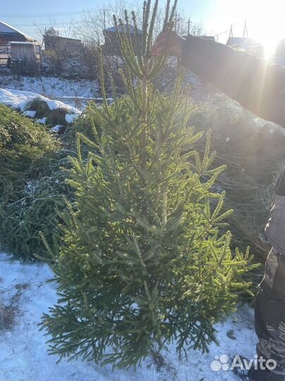 Новогодние елки