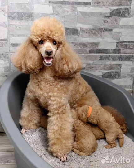 Карликовый пудель