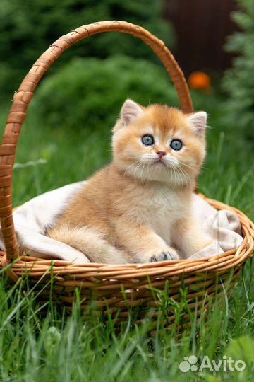 Британский мальчик