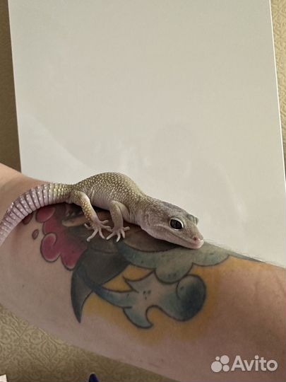 Ящерица эублефар