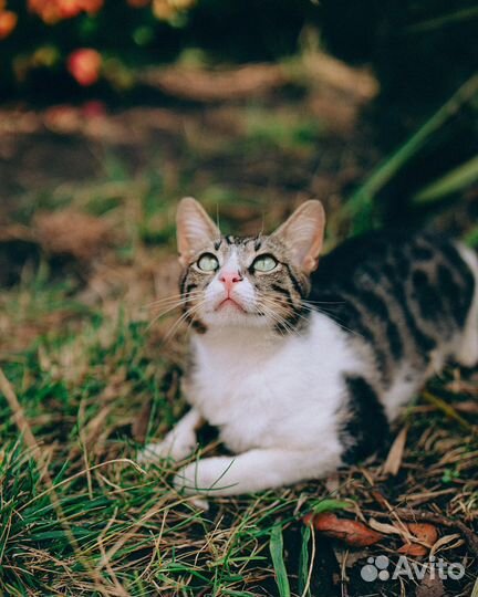 Молодой котик