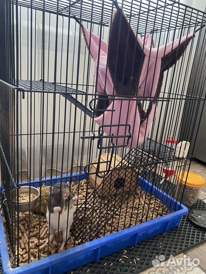 Декоративная крыса с клеткой