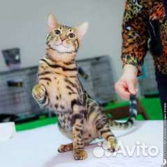 Бенгальский кот