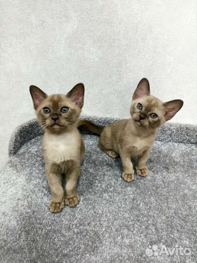 Бурманские котята