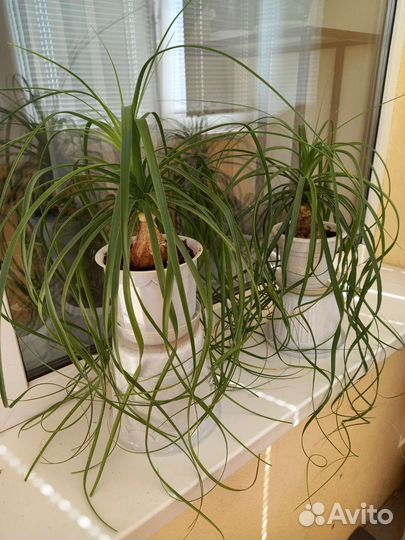 Бокарнея нолина (бутылочное дерево)