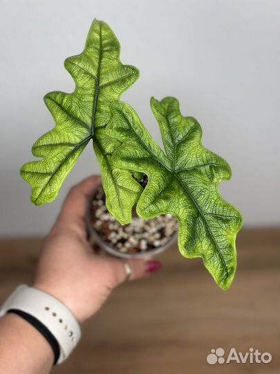 Алокази жаклин
