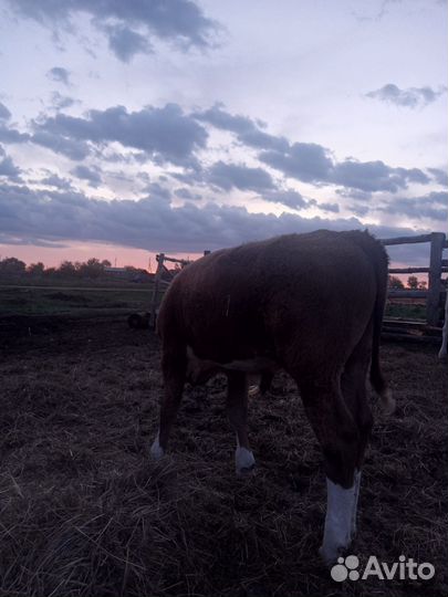 Бычок 2 месяца