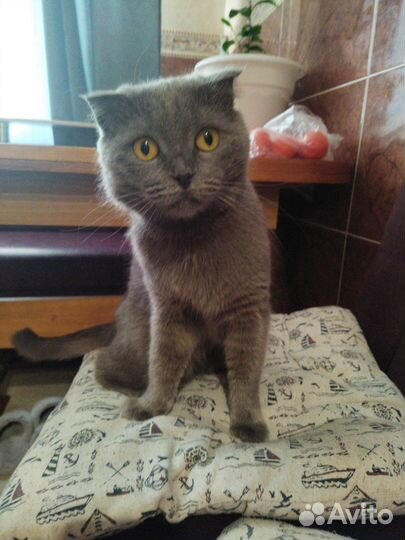 Кот в добрые руки