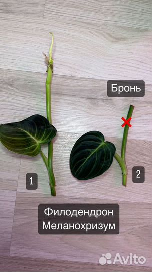 Филодендроны