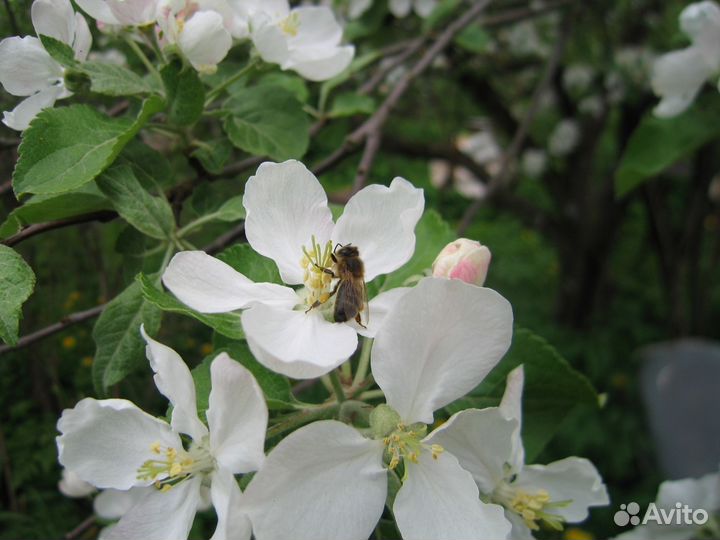 Пчёлы. Пчелосемьи среднерусские зимовалые
