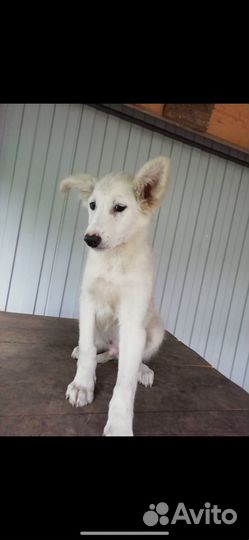 Щенки в добрые руки