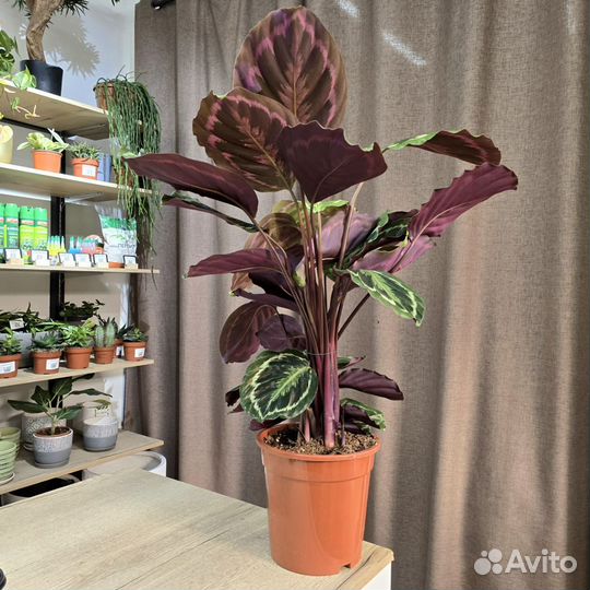 Калатея медальон