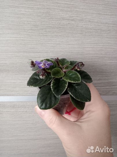 Фиалка мини