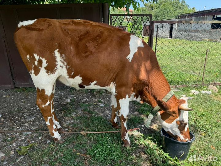 Телка стельная