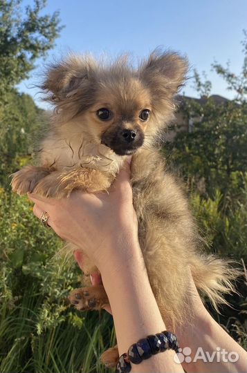 Длинношерстные чихуахуа