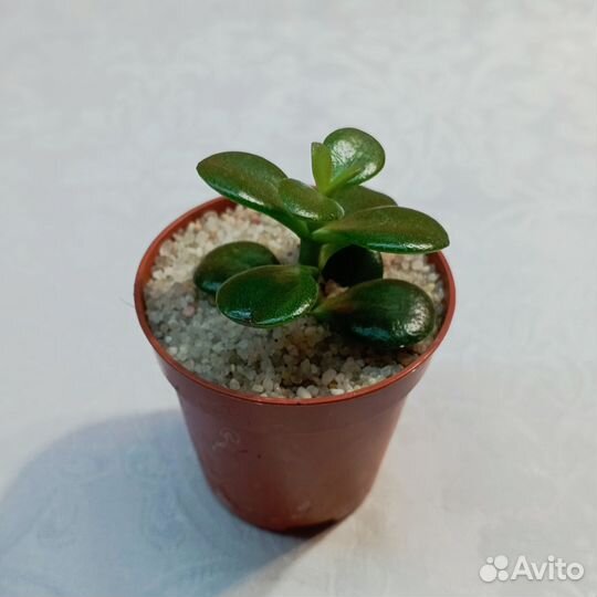 Крассула Овата