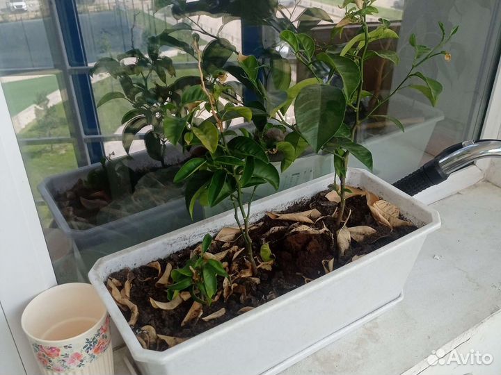 Растения гранат, фикус, цитрусовые